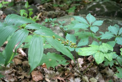 False Solomon's Seal