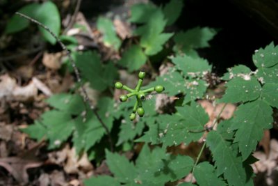 Doll's Eyes (White Baneberry)
