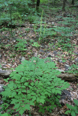 Black Cohosh