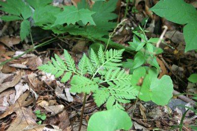 Rattlesnake Fern