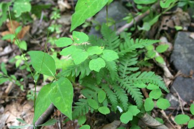 Rue Anemone (and friends)