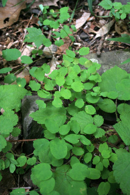 Rue Anemone