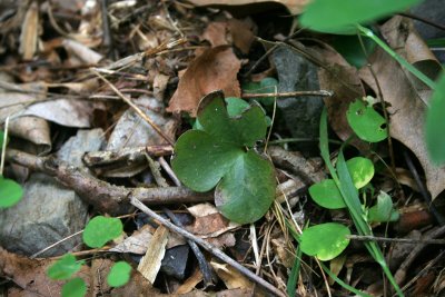 Round-lobed Hepatica