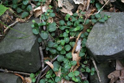 Partridgeberry