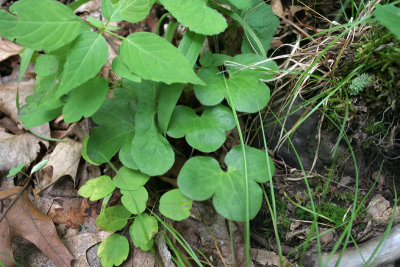 Round-lobed Hepatica