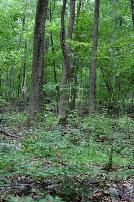 Black Cohosh (Bugbane)