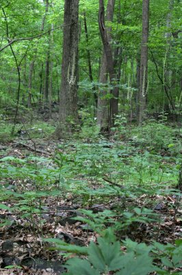 Black Cohosh (Bugbane)