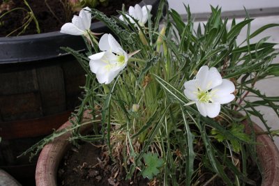 Tufted Evening Primrose