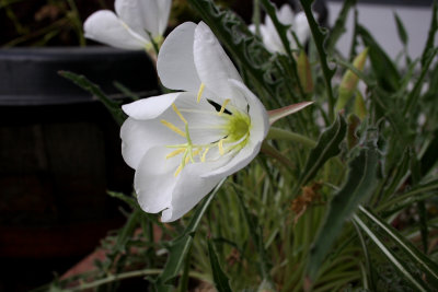 Tufted Evening Primrose