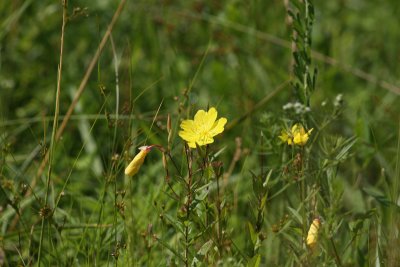 Sundrops (Narrow Evening Primrose)