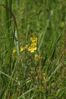 Sundrops (Narrow Evening Primrose)