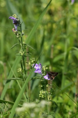 Hoary Skullcap