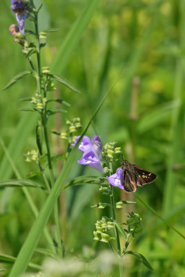 Hoary Skullcap