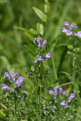 Hoary Skullcap