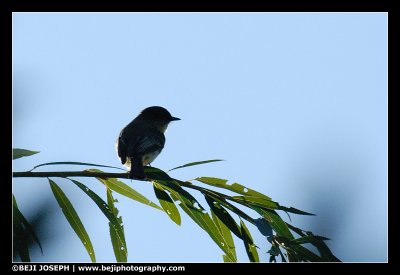 Avian 6