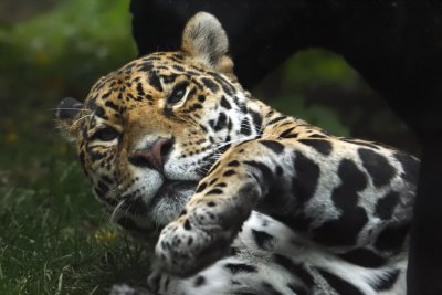 Jaguar