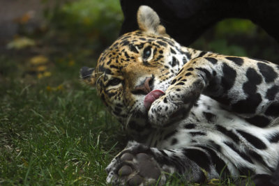 Jaguar