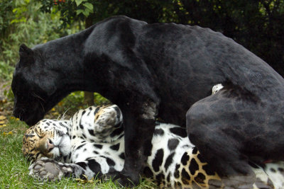 Jaguar