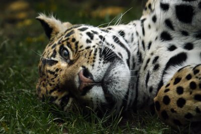 Jaguar