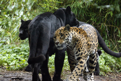 Jaguar