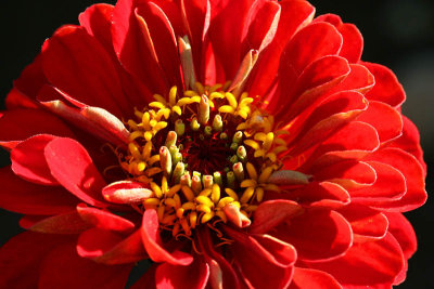 Zinnia_5790r.jpg