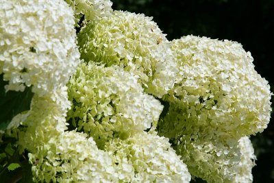 Hortensia_5807r.jpg