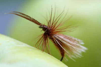 Mouche_5965r.jpg