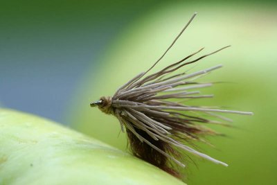 Mouche_5966r.jpg