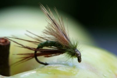 Mouche_5981r.jpg