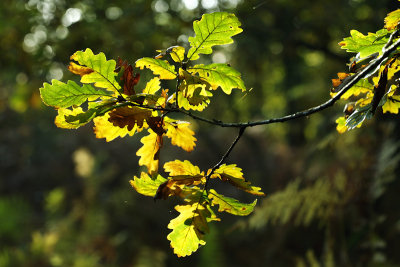 Lumineuses_5207w.jpg