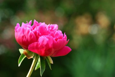 Pivoine_5259r.jpg