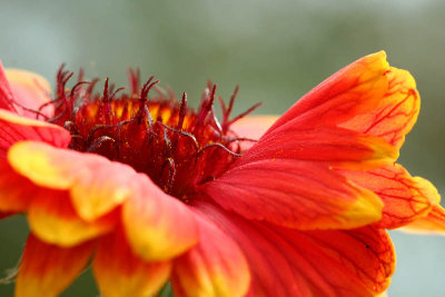 Gaillarde_5276r.jpg