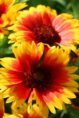 Gaillardes_5264r.jpg
