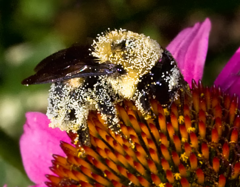 Pollen or Bee Dandruff?