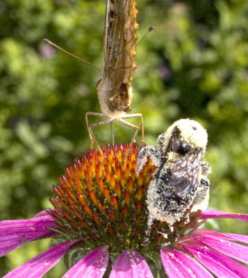Butterfly (rear) and Mr. Bee Dandruff