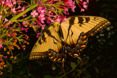 Butterfly Upside Down