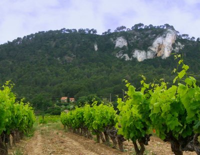 Vinyards outside of Aix en Provence