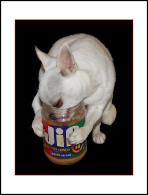 Lily and the Jif Jar
