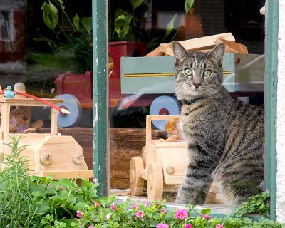 Cat in a toy store window