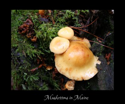 Mushrooms in Acadia Ntl Park