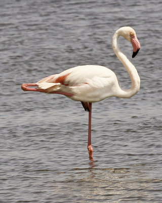 Pink Flamingo (Camargue area)