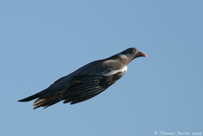 Pigeon Ramier-9630 web.jpg