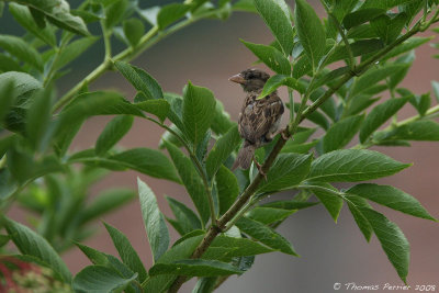 Moineau domestique-St Antoine_0216.jpg