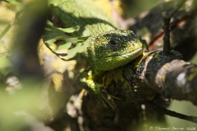 Lezard vert - St Cannat_0781 web.jpg