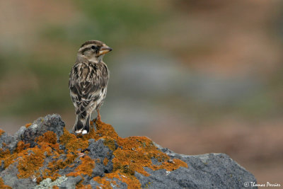 Rock sparrow - Moineau Soulcie #2273