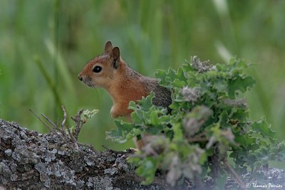 Persian squirrel - Ecureuil perse  #2453