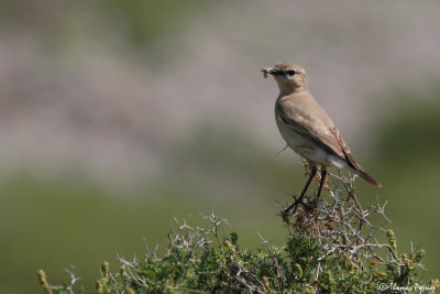 Isabelline Wheatear - Traquet Isabelle #2558