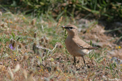 Isabelline Wheatear - Traquet Isabelle #2576