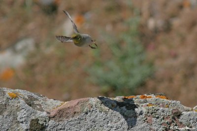 Cinereous Bunting - Bruant cendre #2590