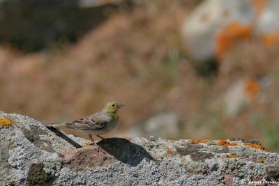 Cinereous Bunting - Bruant cendre #2598